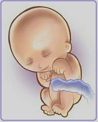 Дневник малыша Девятнадцатая неделя беременности