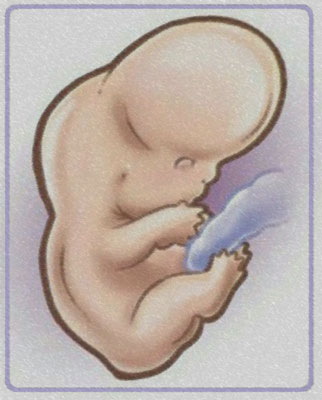 Восьмая неделя беременности 