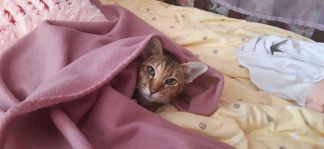 Традиционное место для обожания кошки