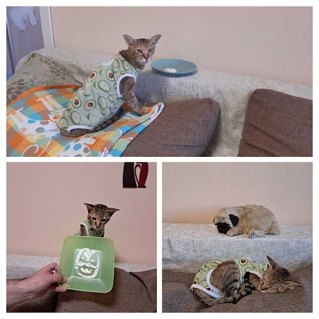 Бедная-бедная котеечка